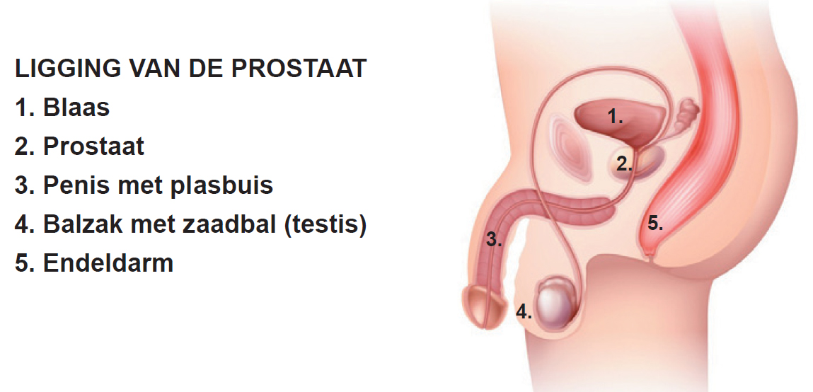prostaat